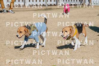 【データ販売】bhf：K143|［イベント］Beagle Houseファミリー会