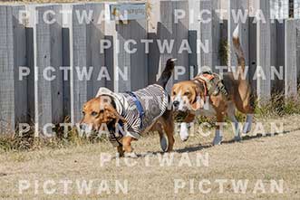 【データ販売】bhf：K145|［イベント］Beagle Houseファミリー会