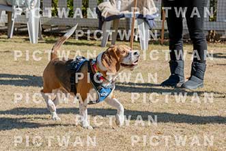 【データ販売】bhf：K148|［イベント］Beagle Houseファミリー会