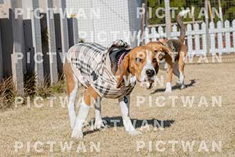 【データ販売】bhf：K149|［イベント］Beagle Houseファミリー会