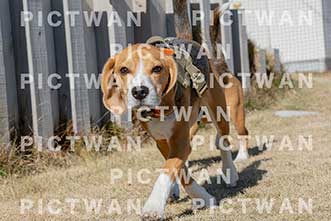 【データ販売】bhf：K150|［イベント］Beagle Houseファミリー会