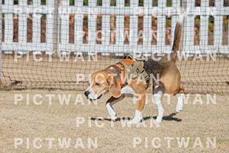 【データ販売】bhf：K151|［イベント］Beagle Houseファミリー会