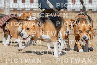 【データ販売】bhf：K154|［イベント］Beagle Houseファミリー会