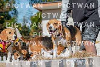 【データ販売】bhf：K155|［イベント］Beagle Houseファミリー会