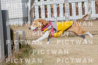 【データ販売】bhf：K159|［イベント］Beagle Houseファミリー会