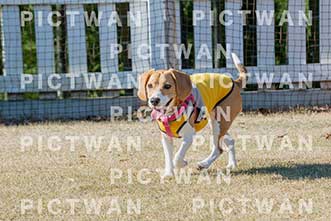【データ販売】bhf：K160|［イベント］Beagle Houseファミリー会