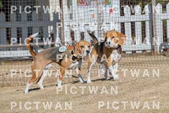 【データ販売】bhf：K162|［イベント］Beagle Houseファミリー会