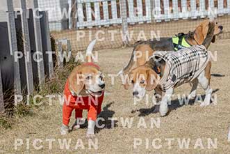 【データ販売】bhf：K164|［イベント］Beagle Houseファミリー会