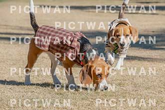 【データ販売】bhf：K168|［イベント］Beagle Houseファミリー会