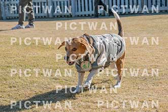 【データ販売】bhf：K169|［イベント］Beagle Houseファミリー会