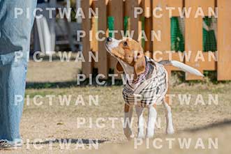 【データ販売】bhf：K170|［イベント］Beagle Houseファミリー会