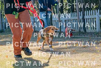 【データ販売】bhf：K181|［イベント］Beagle Houseファミリー会
