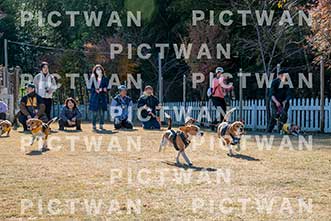 【データ販売】bhf：K234|［イベント］Beagle Houseファミリー会