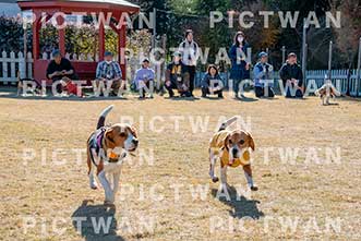 【データ販売】bhf：K236|［イベント］Beagle Houseファミリー会