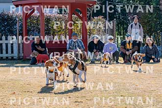 【データ販売】bhf：K240|［イベント］Beagle Houseファミリー会