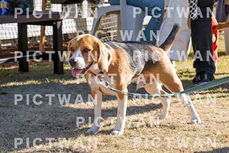 【データ販売】bhf：K264|［イベント］Beagle Houseファミリー会