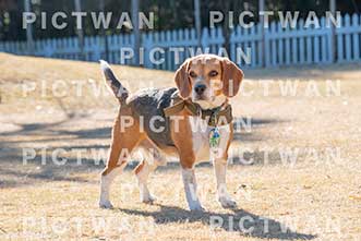 【データ販売】bhf：K267|［イベント］Beagle Houseファミリー会