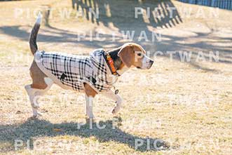【データ販売】bhf：K269|［イベント］Beagle Houseファミリー会