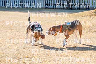 【データ販売】bhf：K270|［イベント］Beagle Houseファミリー会