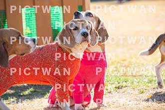 【データ販売】bhf：K273|［イベント］Beagle Houseファミリー会