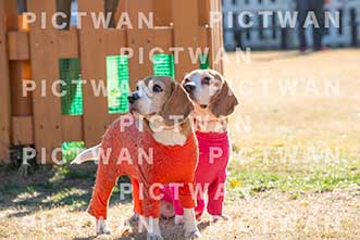 【データ販売】bhf：K274|［イベント］Beagle Houseファミリー会