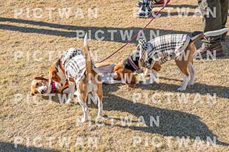 【データ販売】bhf：K276|［イベント］Beagle Houseファミリー会