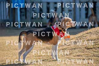 【データ販売】bhf：K277|［イベント］Beagle Houseファミリー会