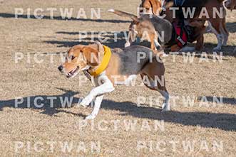 【データ販売】bhf：K290|［イベント］Beagle Houseファミリー会