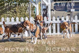 【データ販売】bhf：K292|［イベント］Beagle Houseファミリー会