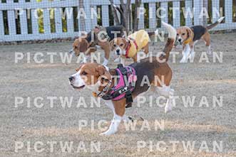 【データ販売】bhf：K295|［イベント］Beagle Houseファミリー会