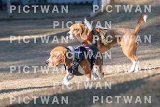 【データ販売】bhf：K297|［イベント］Beagle Houseファミリー会