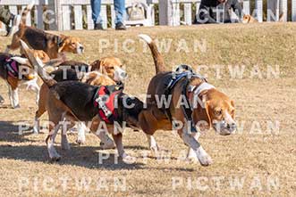 【データ販売】bhf：K301|［イベント］Beagle Houseファミリー会