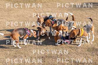 【データ販売】bhf：K303|［イベント］Beagle Houseファミリー会