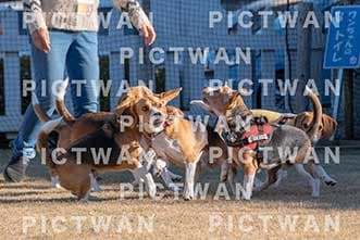 【データ販売】bhf：K305|［イベント］Beagle Houseファミリー会