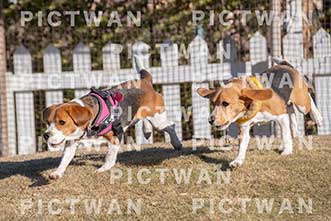 【データ販売】bhf：K306|［イベント］Beagle Houseファミリー会