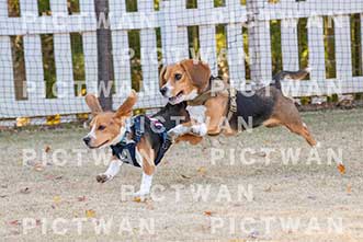 【データ販売】bhf：K312|［イベント］Beagle Houseファミリー会