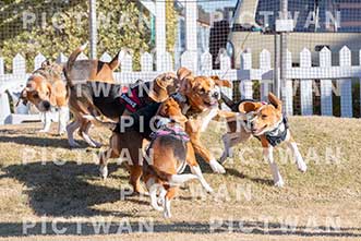 【データ販売】bhf：K313|［イベント］Beagle Houseファミリー会