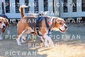 【データ販売】bhf：K316|［イベント］Beagle Houseファミリー会