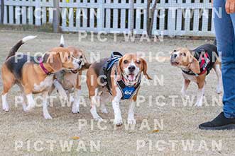 【データ販売】bhf：K317|［イベント］Beagle Houseファミリー会