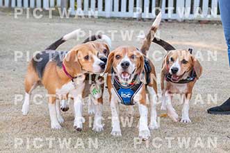 【データ販売】bhf：K318|［イベント］Beagle Houseファミリー会
