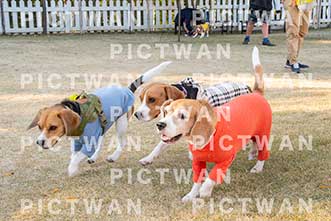 【データ販売】bhf：K326|［イベント］Beagle Houseファミリー会