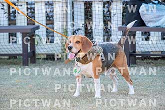 【データ販売】bhf：K328|［イベント］Beagle Houseファミリー会