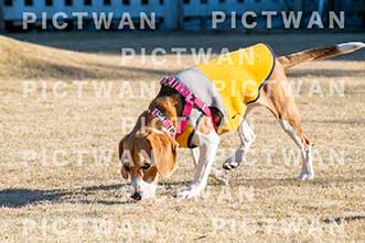 【データ販売】bhf：K331|［イベント］Beagle Houseファミリー会