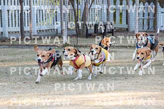 【データ販売】bhf：K333|［イベント］Beagle Houseファミリー会