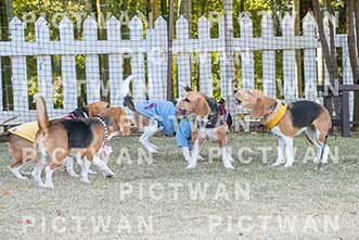 【データ販売】bhf：K334|［イベント］Beagle Houseファミリー会