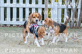 【データ販売】bhf：K335|［イベント］Beagle Houseファミリー会