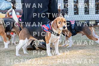 【データ販売】bhf：K336|［イベント］Beagle Houseファミリー会
