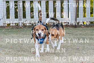 【データ販売】bhf：K339|［イベント］Beagle Houseファミリー会