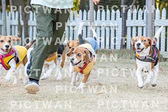 【データ販売】bhf：K342|［イベント］Beagle Houseファミリー会