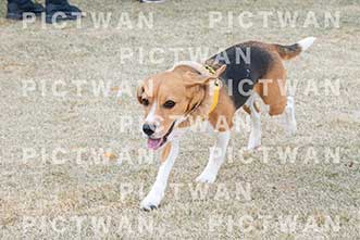 【データ販売】bhf：K343|［イベント］Beagle Houseファミリー会
